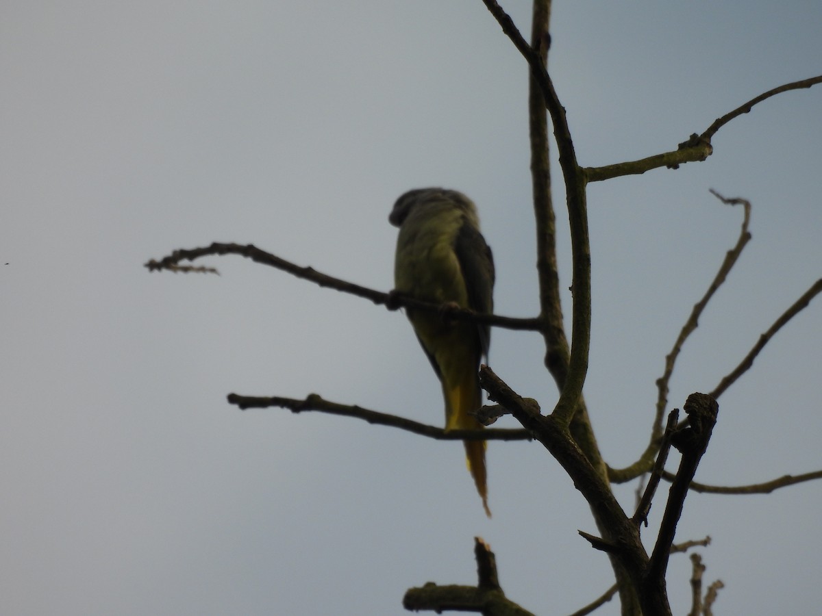 Malabar Parakeet - ML637108048