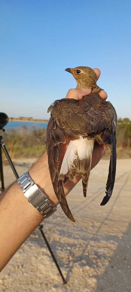 Black-winged Pratincole - ML637108173