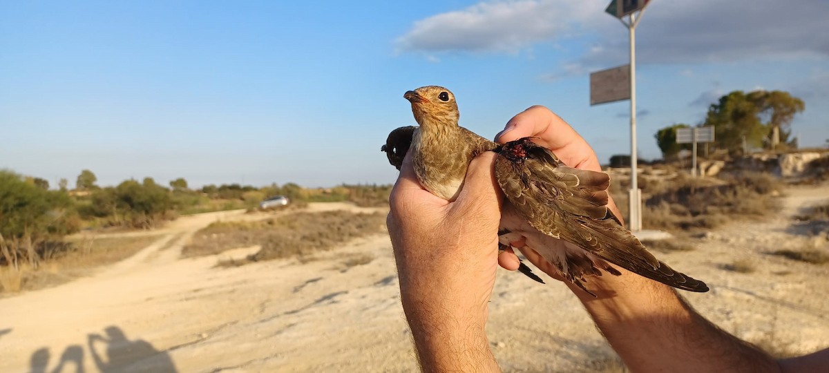 Black-winged Pratincole - ML637108174