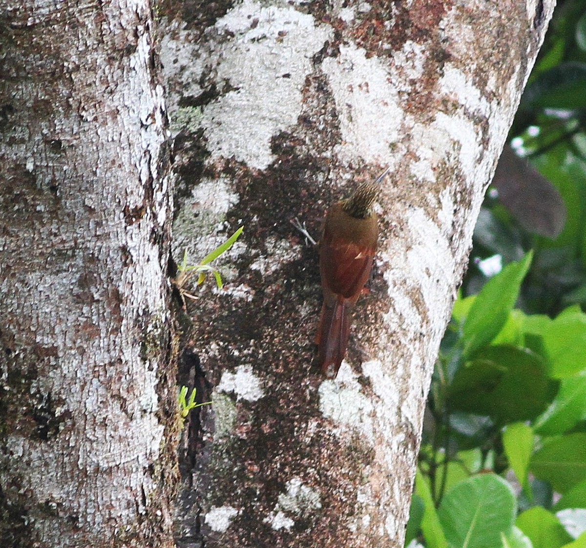 Strong-billed Woodcreeper - ML637108222