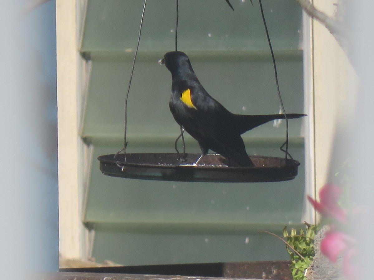 Yellow-shouldered Blackbird - ML637108235