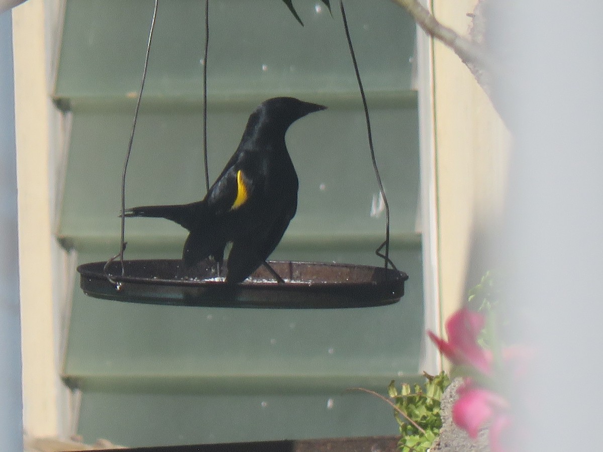 Yellow-shouldered Blackbird - ML637108236