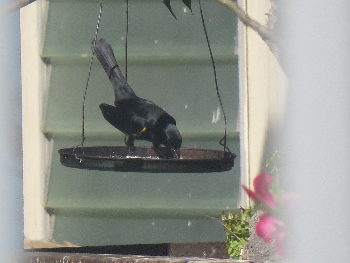 Yellow-shouldered Blackbird - ML637108237