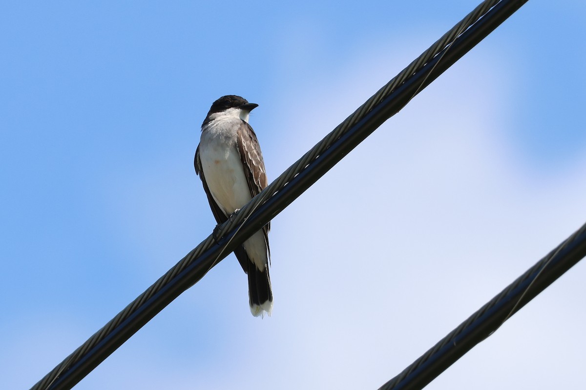 Eastern Kingbird - ML637108283