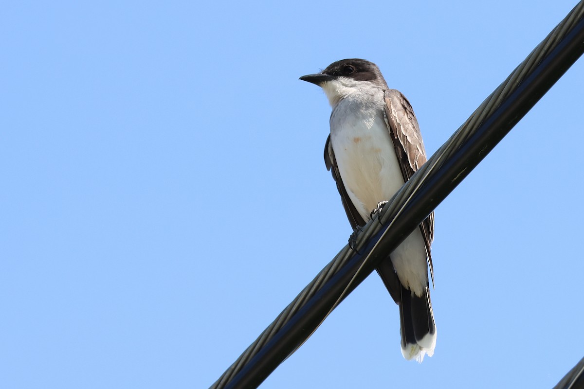 Eastern Kingbird - ML637108284