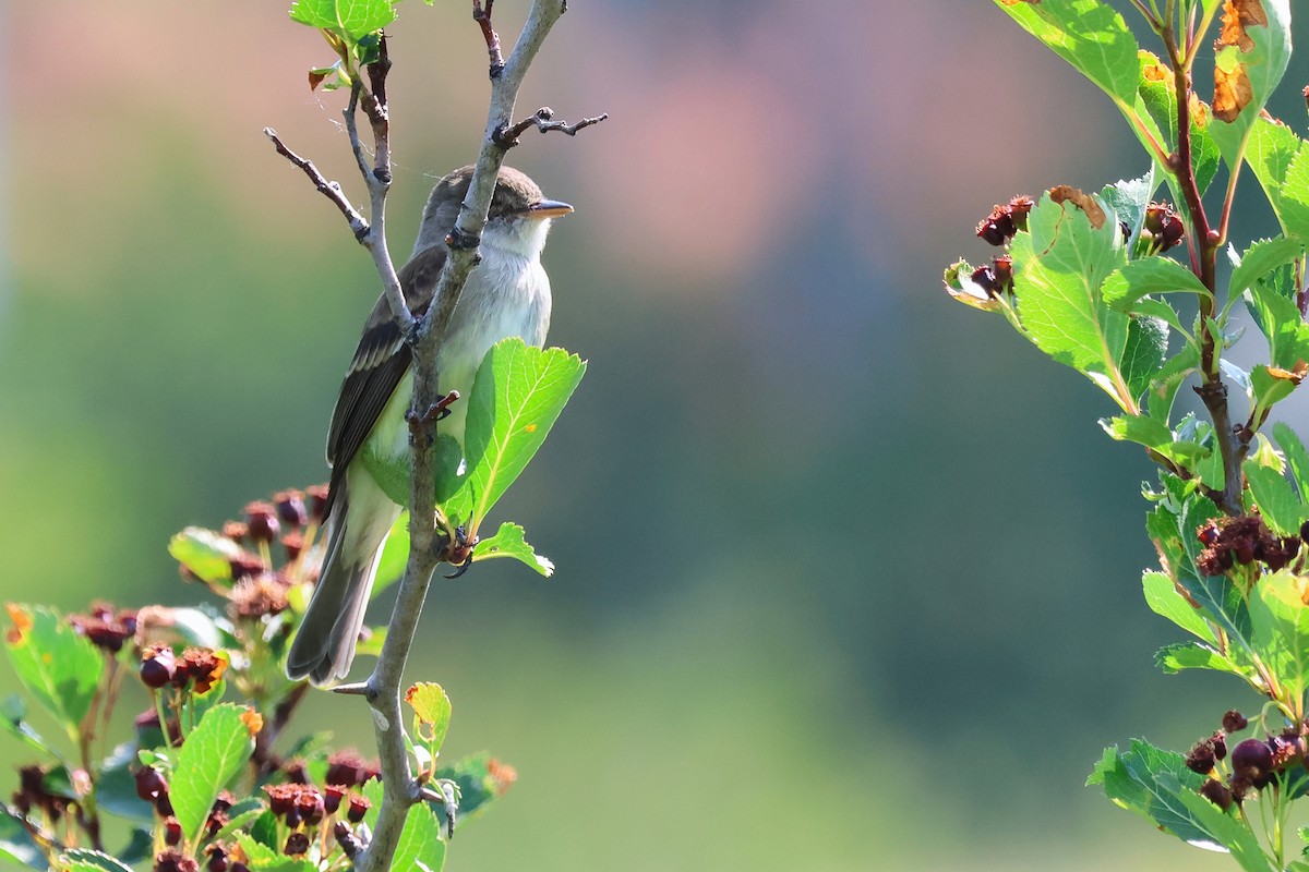 Willow Flycatcher - ML637108288