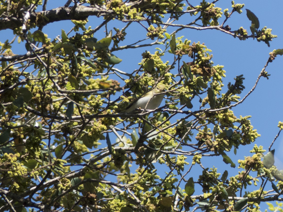 Wood Warbler - ML637108365