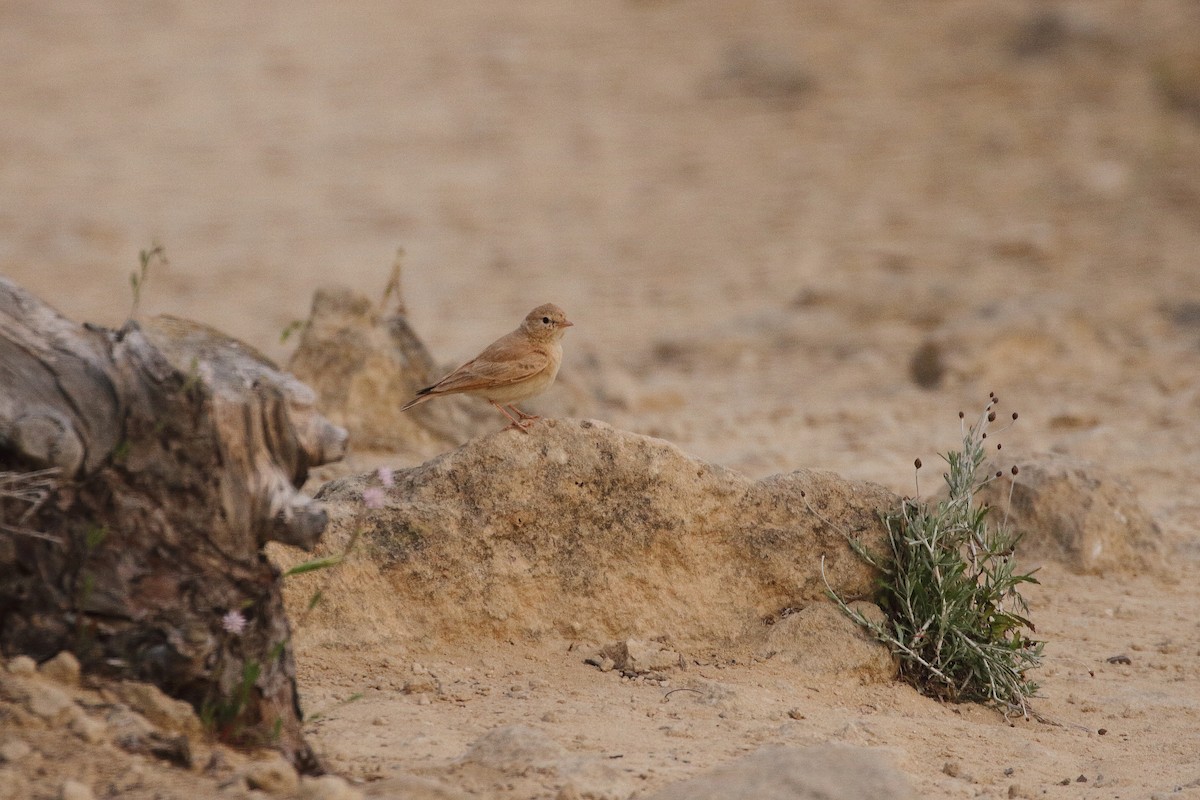 Bar-tailed Lark - ML637108376