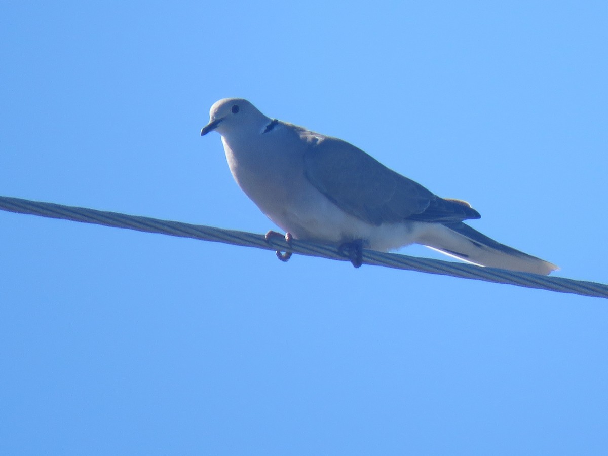 African Collared-Dove - ML637108386