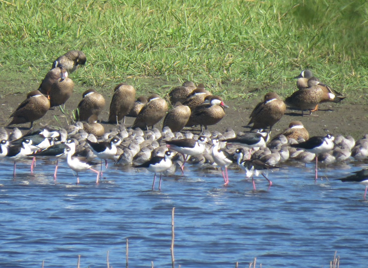 Blue-winged Teal - ML637108410