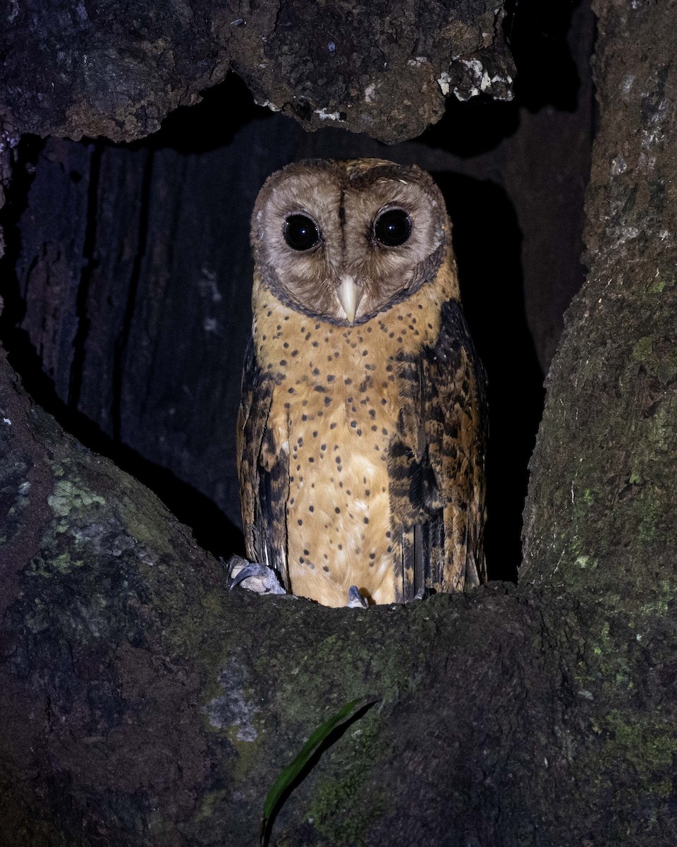 Minahasa Masked-Owl - ML637108411