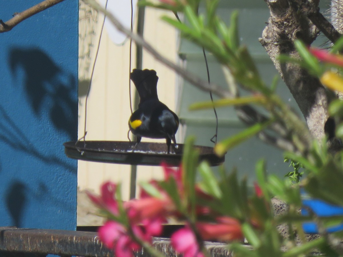 Yellow-shouldered Blackbird - ML637108425
