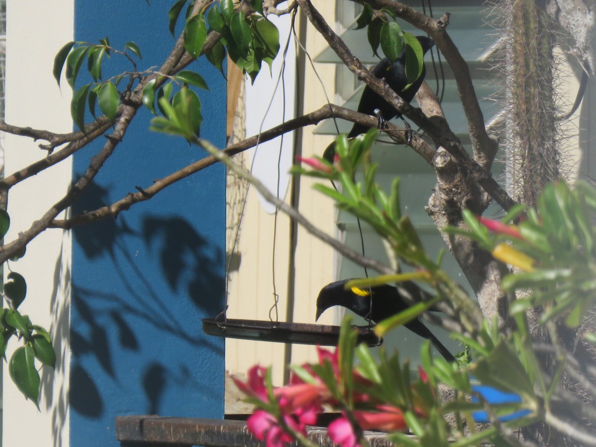 Yellow-shouldered Blackbird - ML637108426