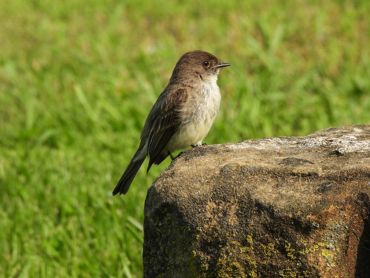Eastern Phoebe - ML637108437
