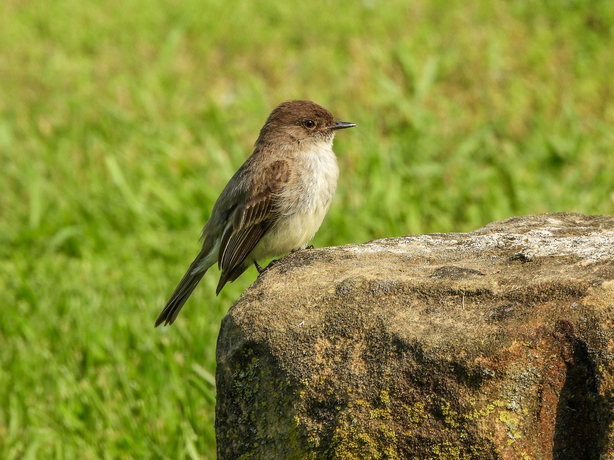 Eastern Phoebe - ML637108438