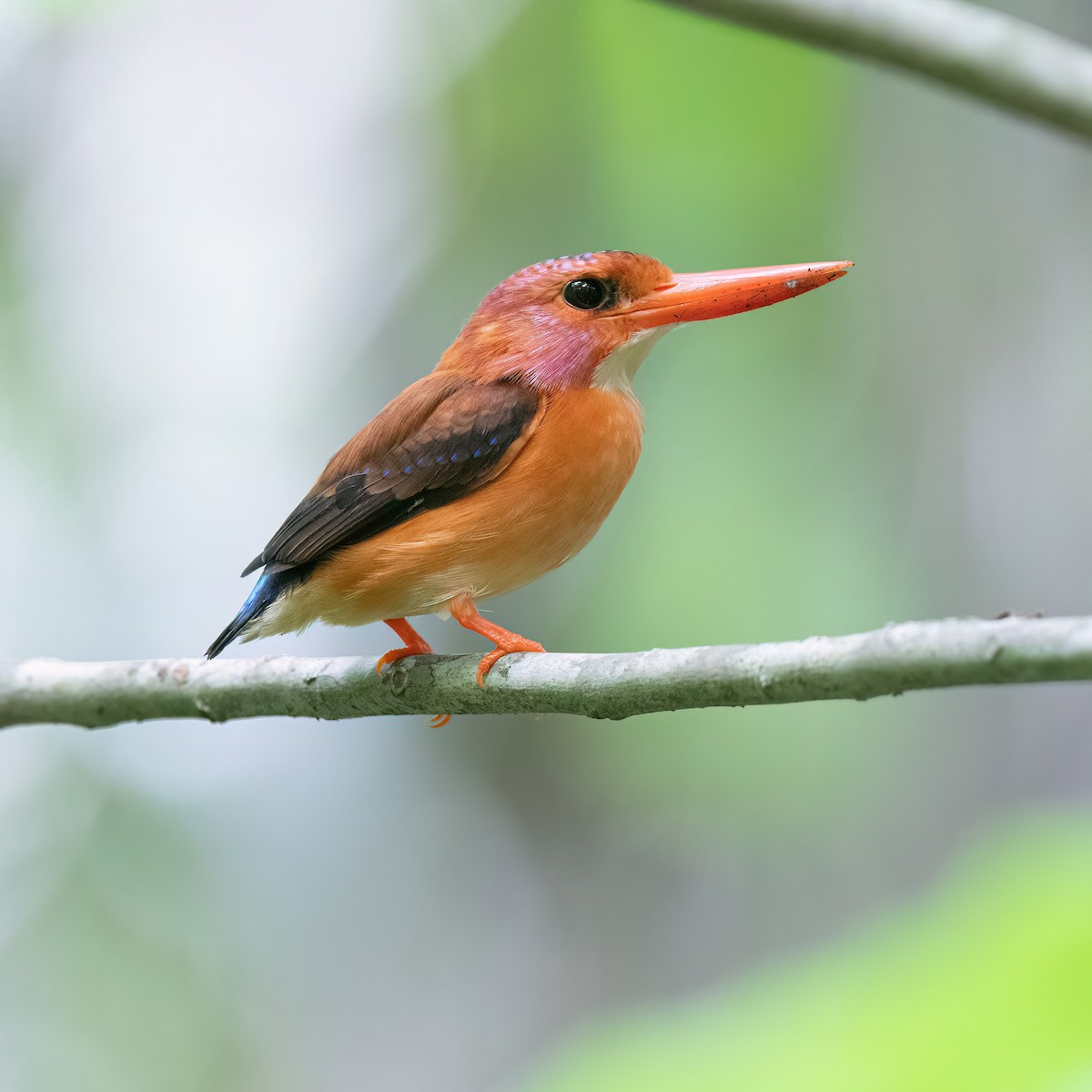 Sulawesi Dwarf-Kingfisher - ML637108483