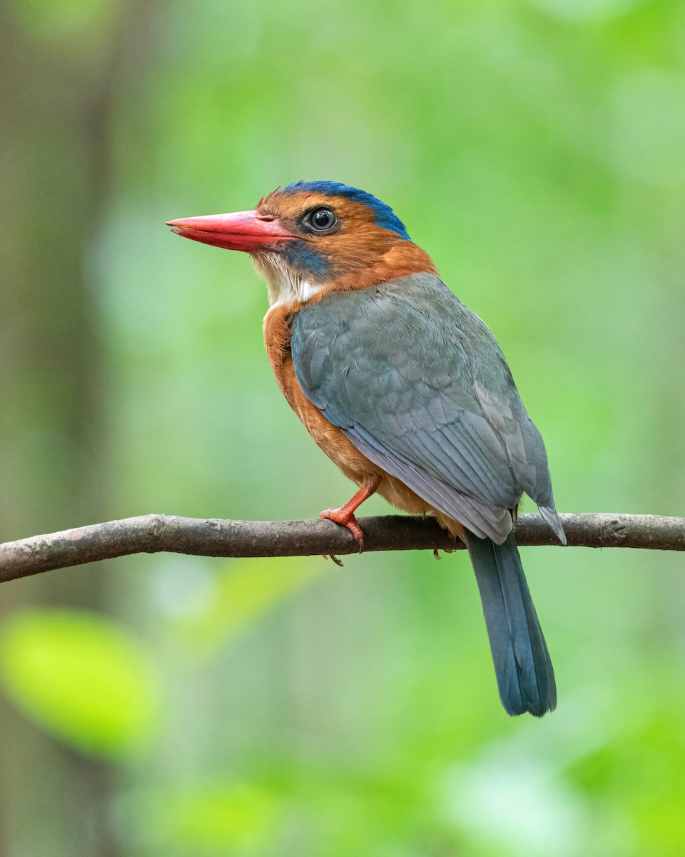 Green-backed Kingfisher - ML637108487
