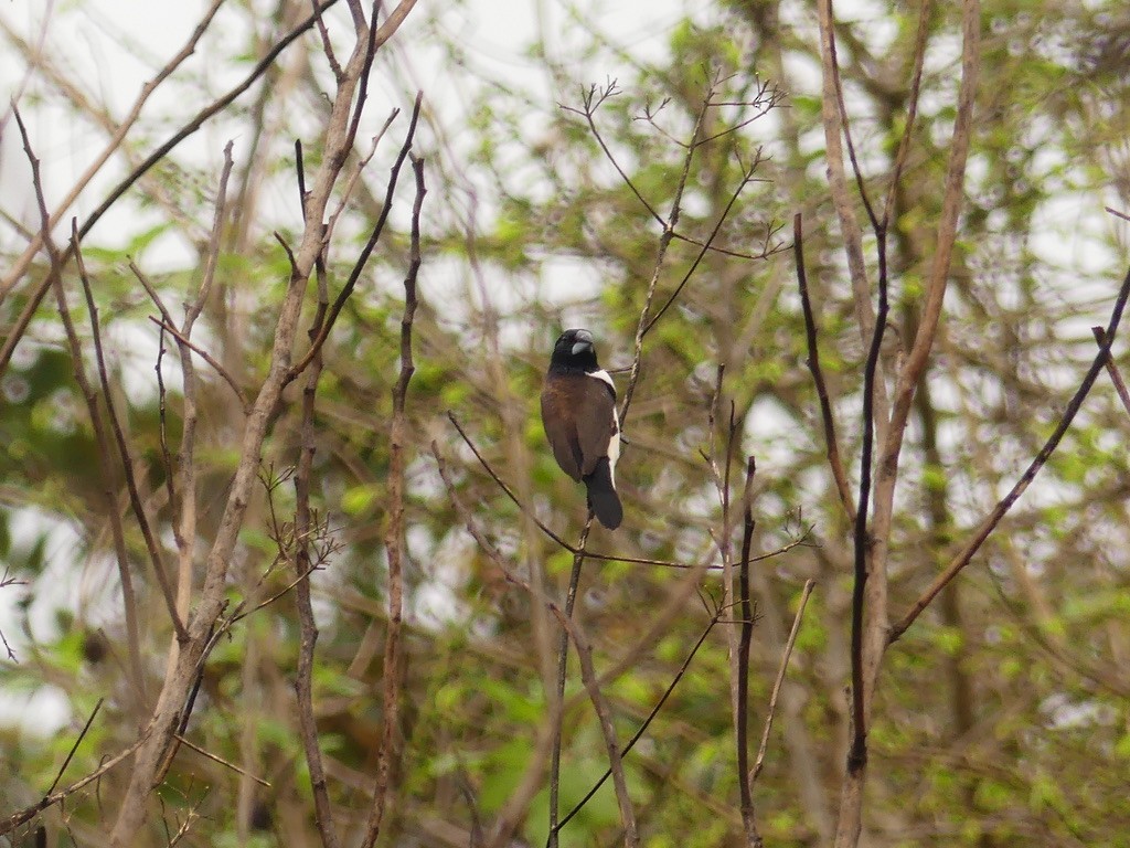 Magpie Mannikin - ML637108524