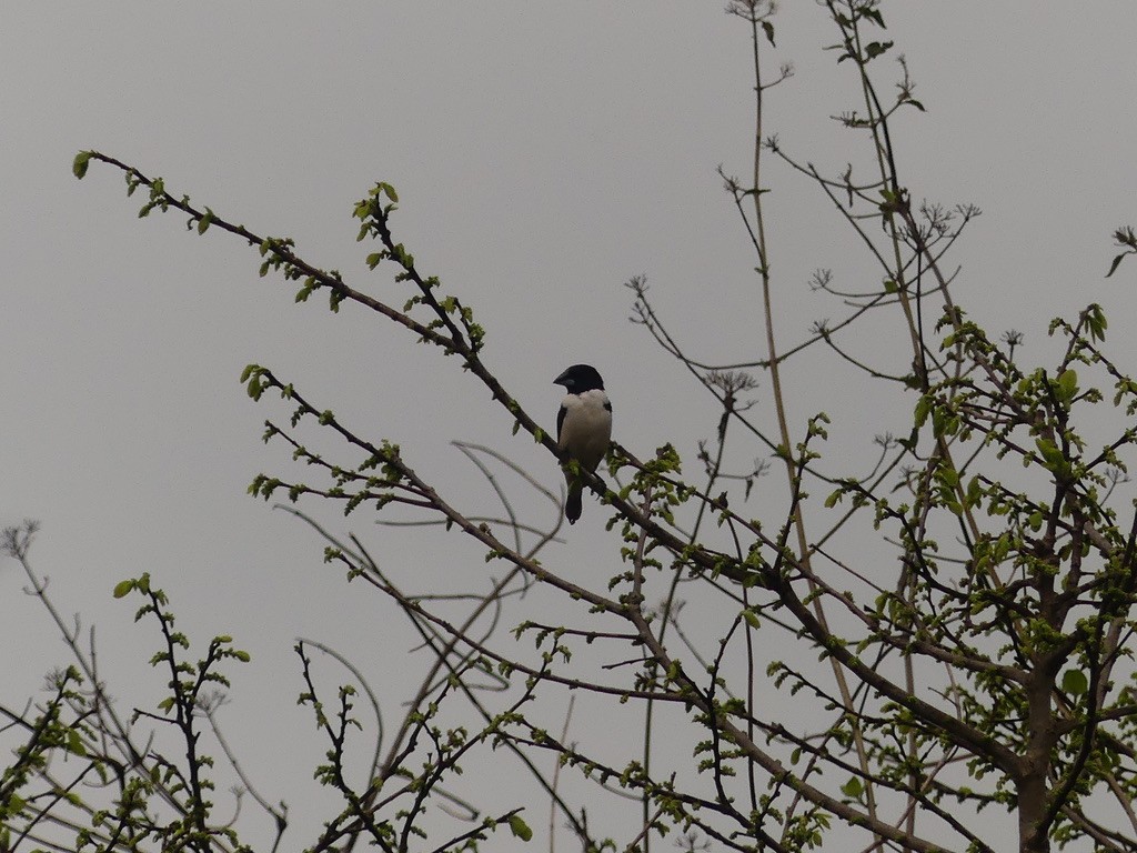 Magpie Mannikin - ML637108559