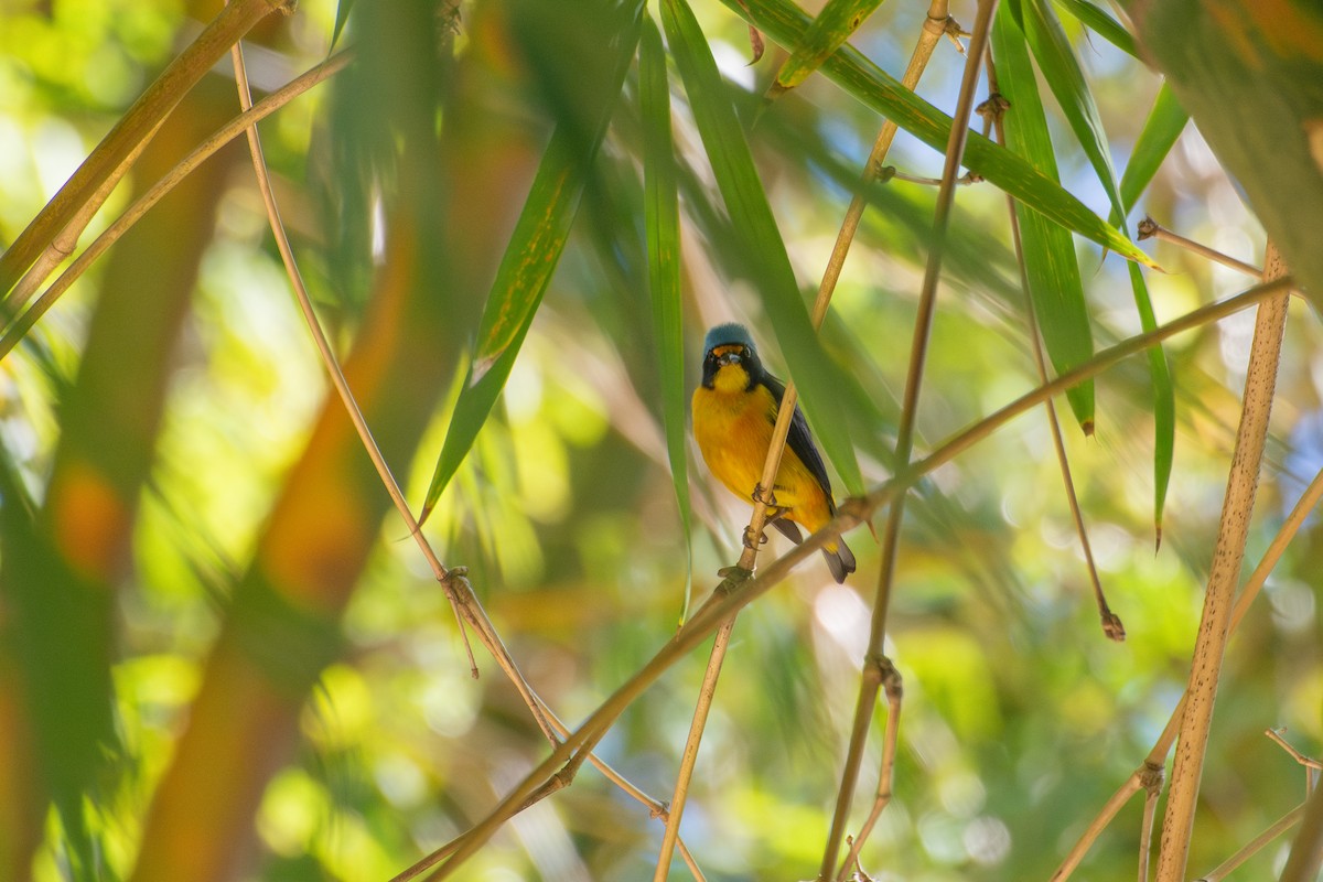 Puerto Rican Euphonia - ML637108569