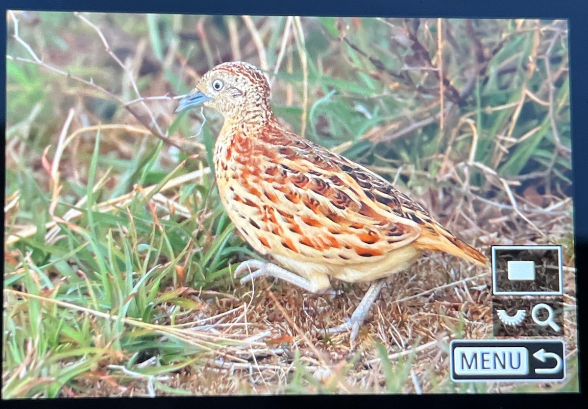 Small Buttonquail - ML637108752