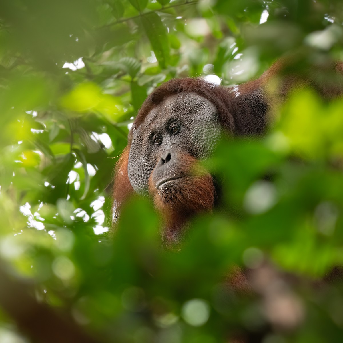 Bornean Orangutan - ML637108754