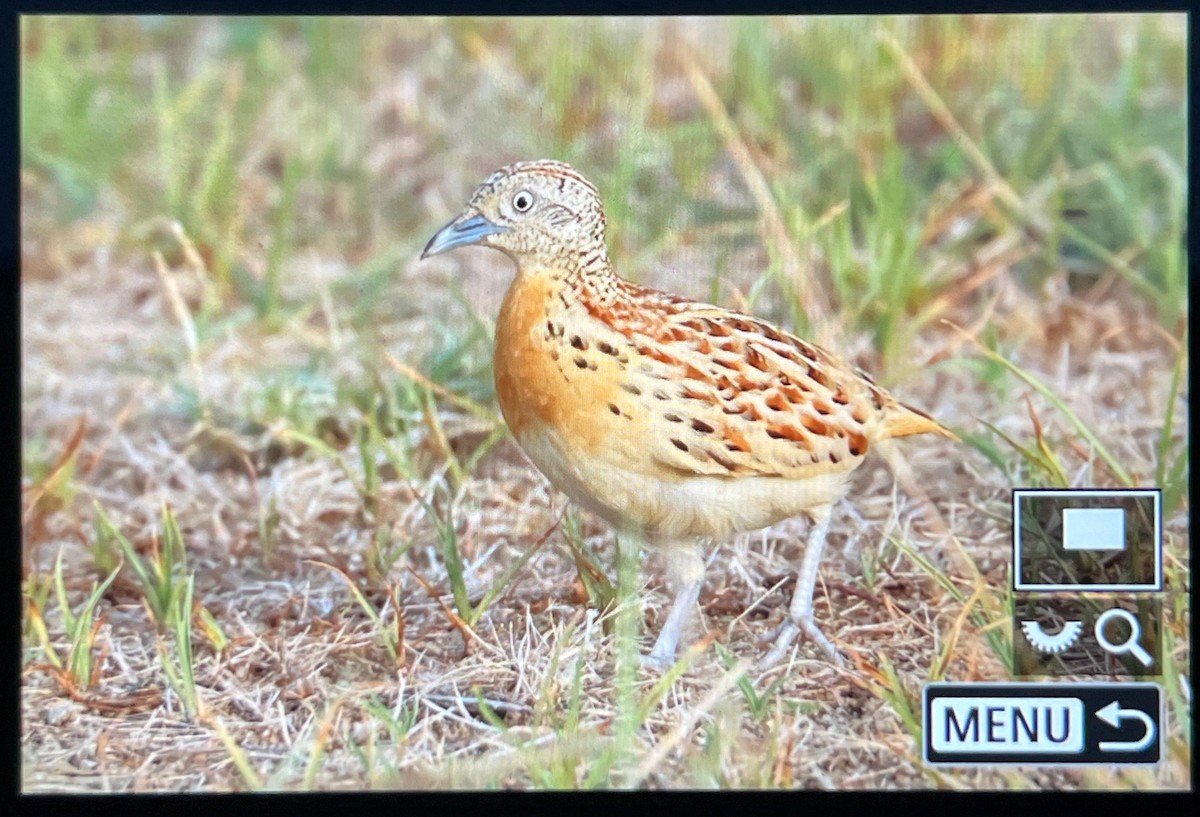 Small Buttonquail - ML637108879