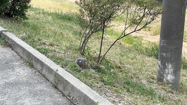 Common Wood-Pigeon - ML637108895