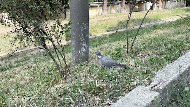 Common Wood-Pigeon - ML637108897
