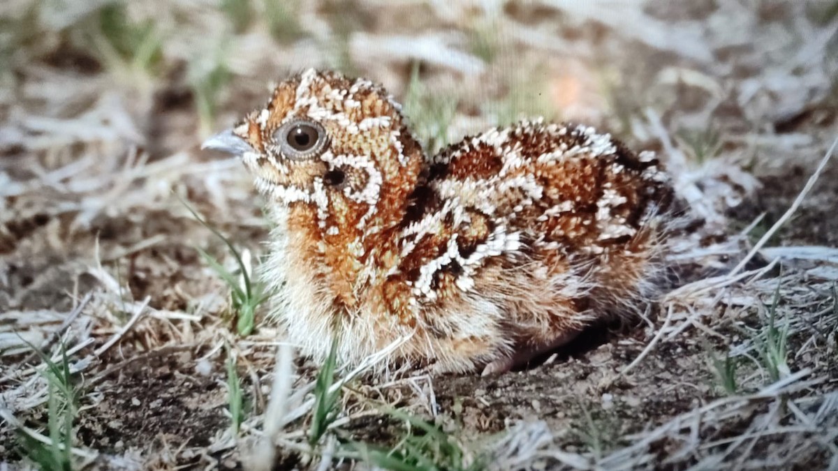 Chestnut-bellied Sandgrouse - ML637108917