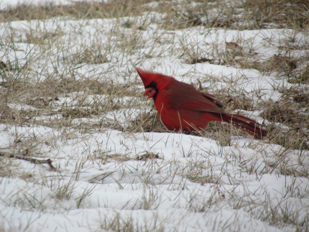 Northern Cardinal - ML637108977
