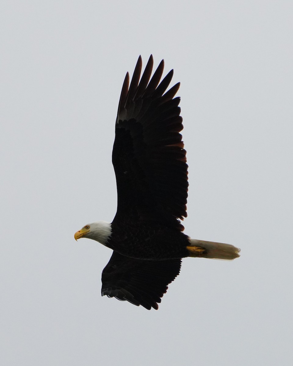Bald Eagle - ML637108984
