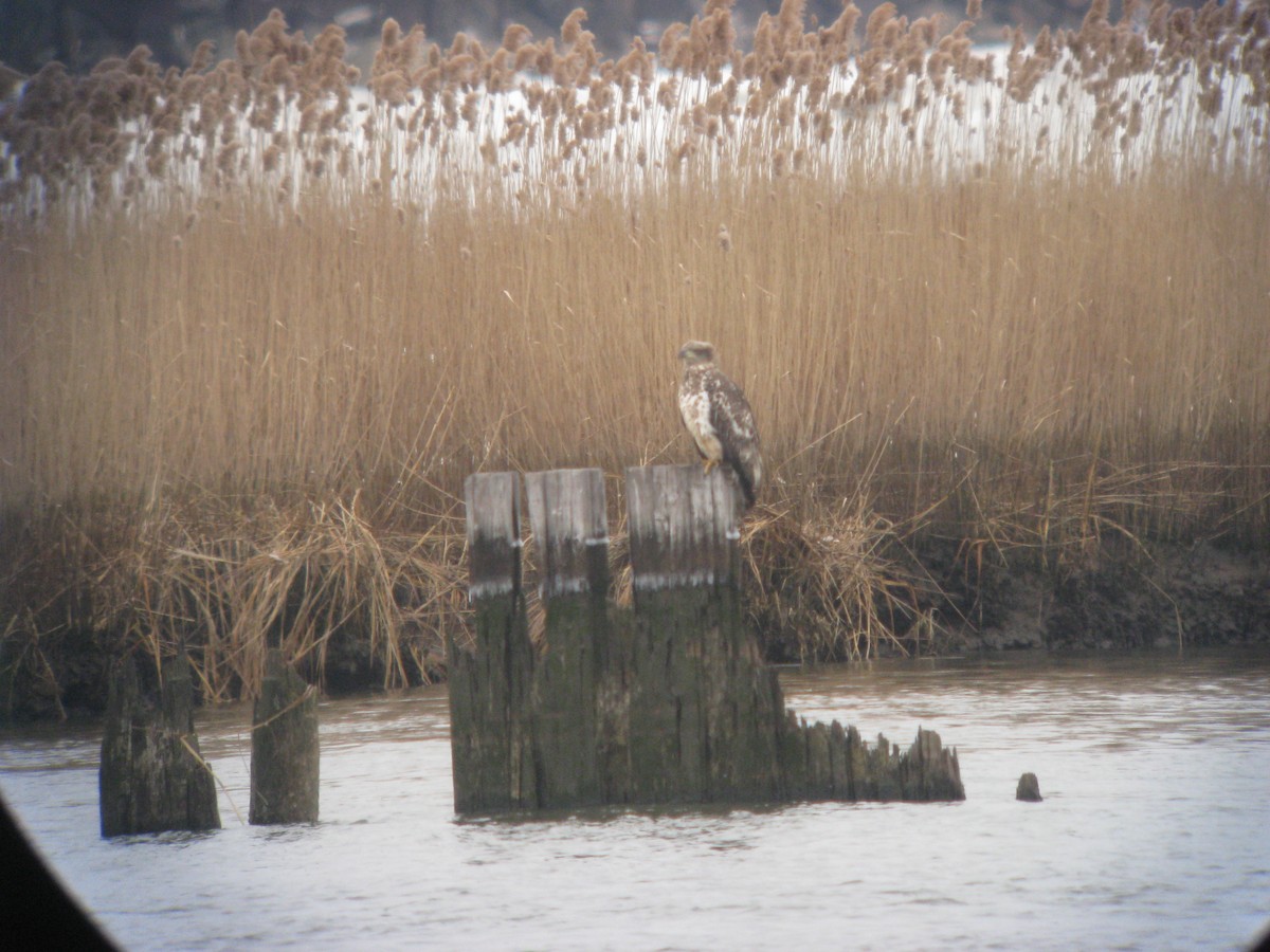Bald Eagle - ML637108993