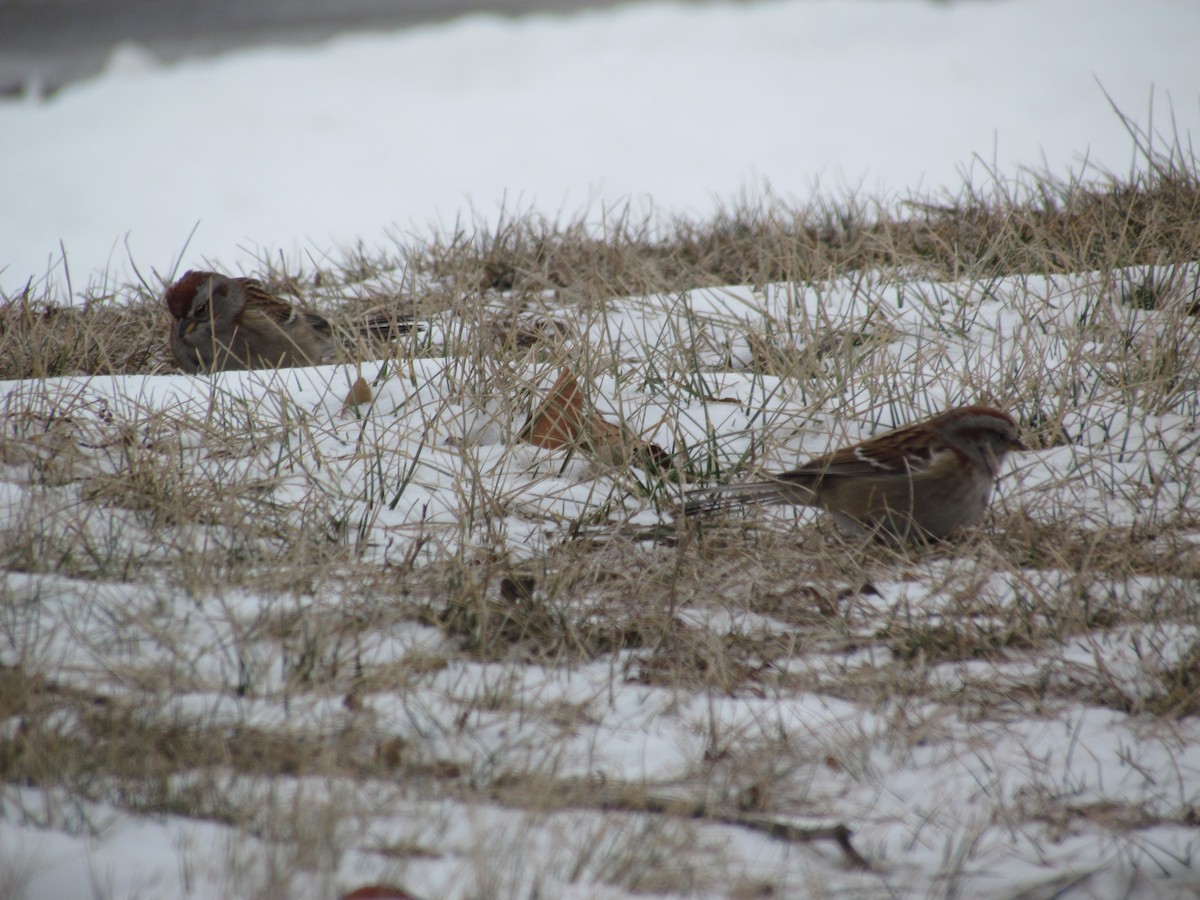 American Tree Sparrow - ML637109022