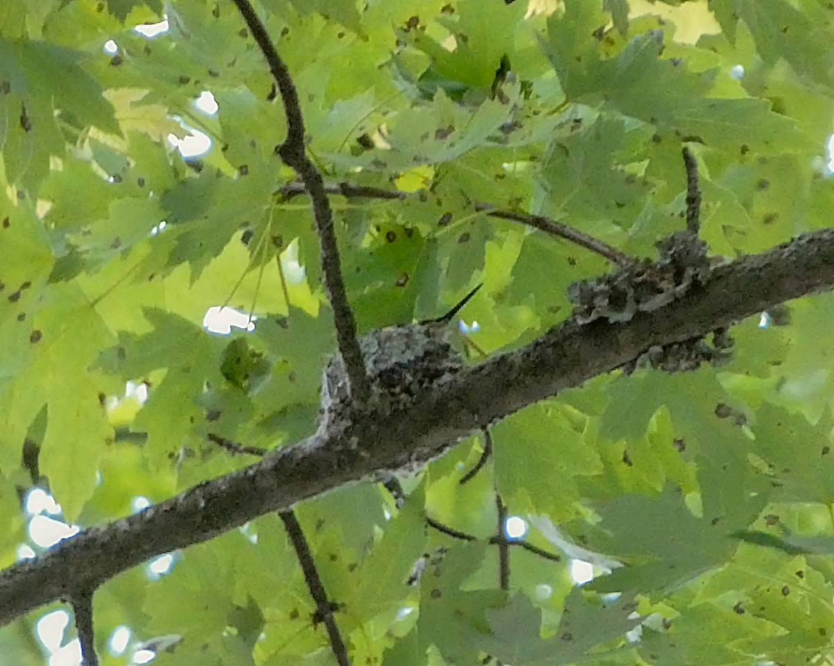 Ruby-throated Hummingbird - ML637109076