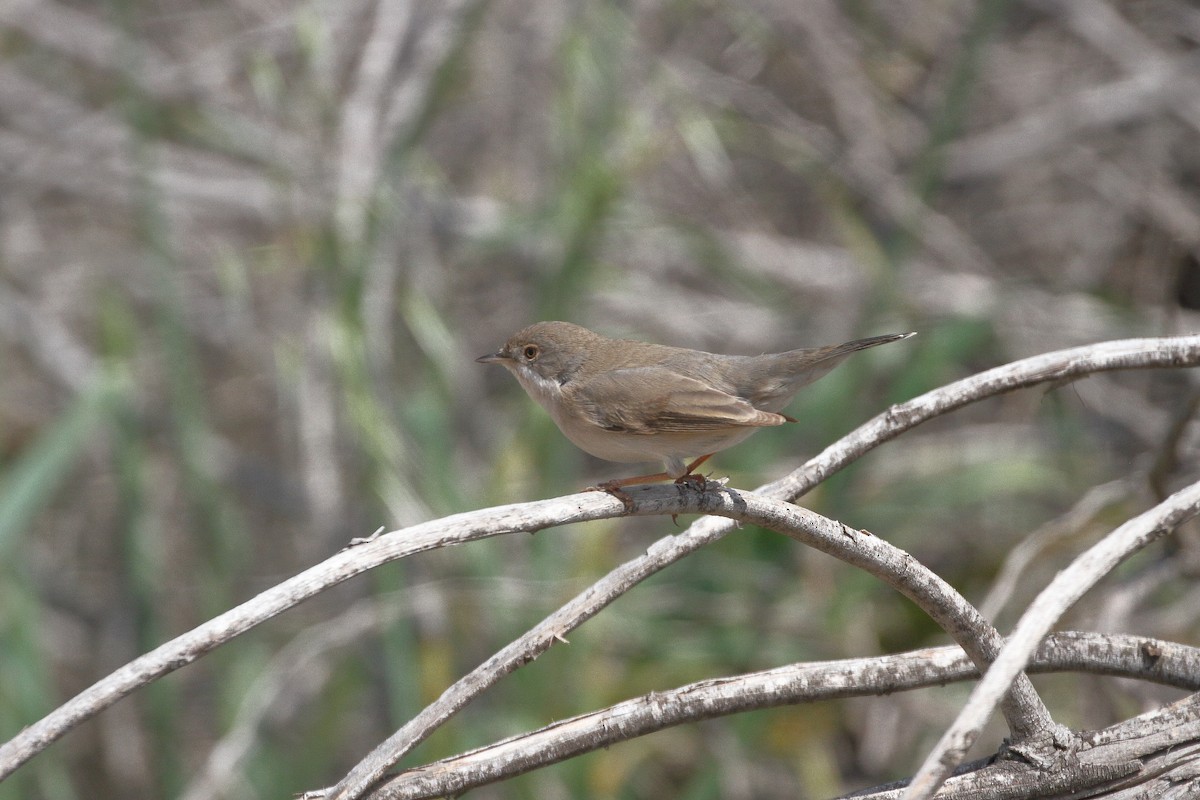 Menetries's Warbler - ML637109225