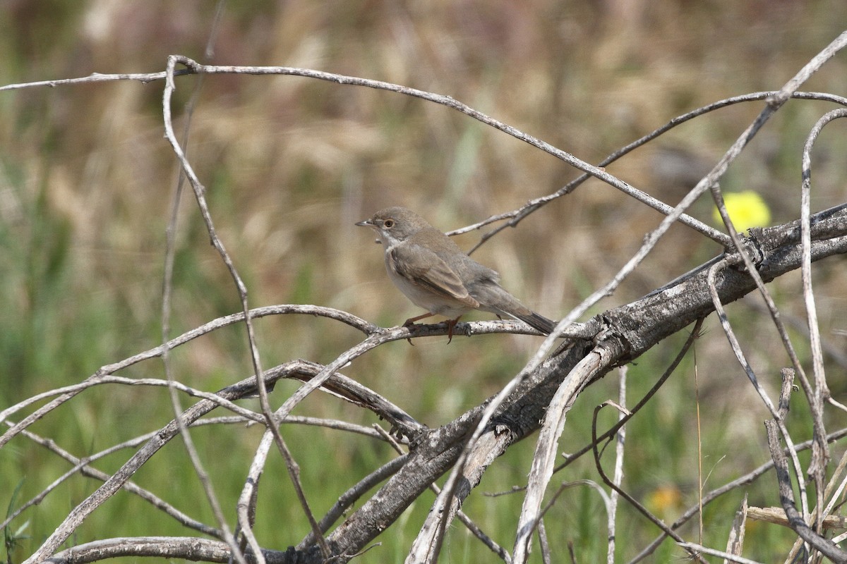 Menetries's Warbler - ML637109226