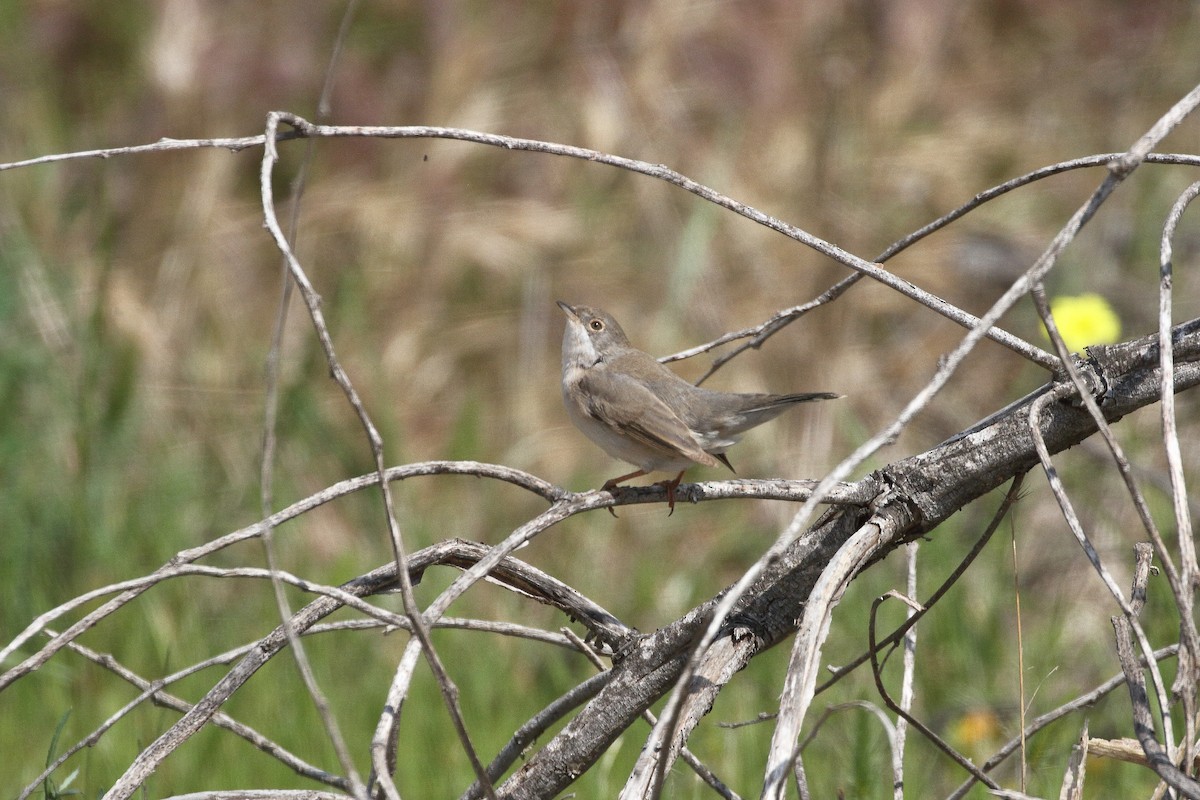 Menetries's Warbler - ML637109227
