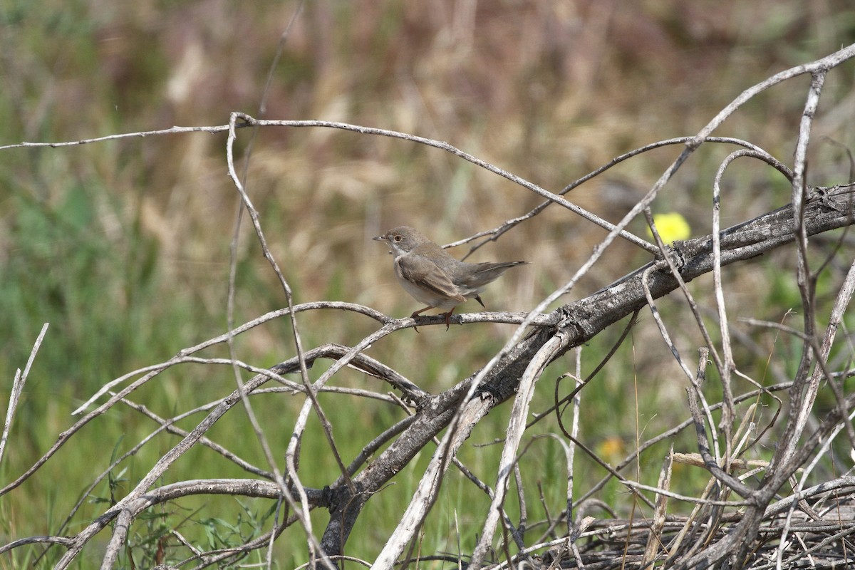 Menetries's Warbler - ML637109228