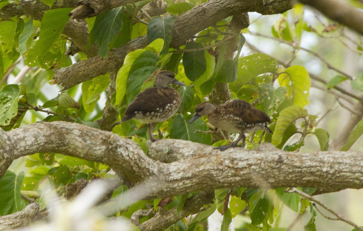 Spotted Whistling-Duck - ML637109252