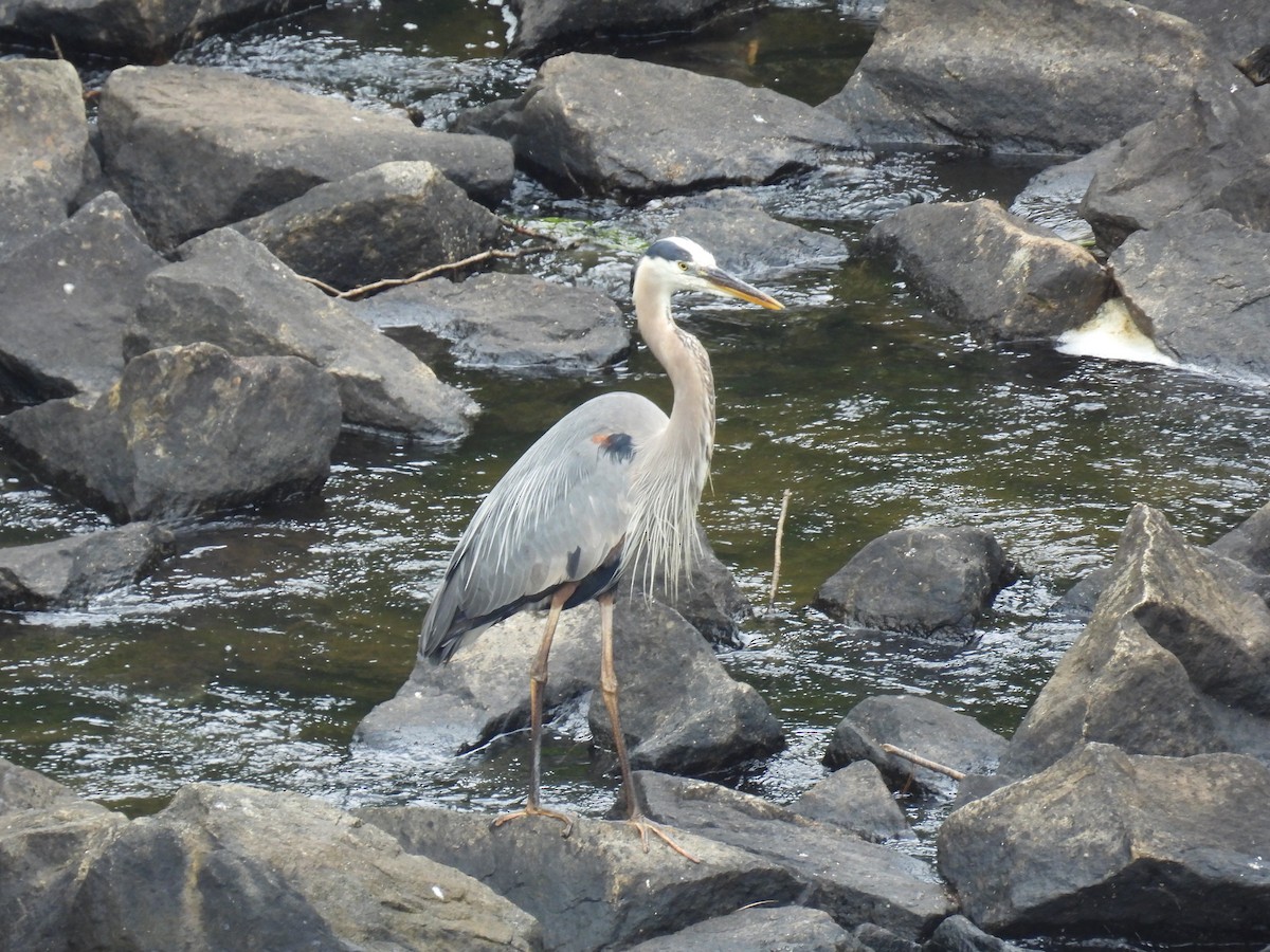 Great Blue Heron - ML637109277