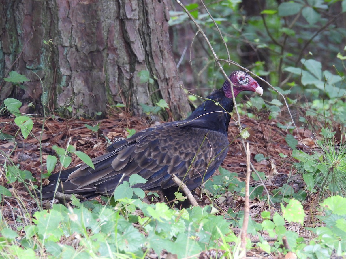 Turkey Vulture - ML637109280