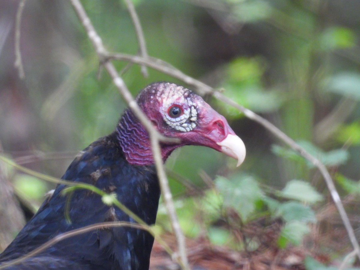 Turkey Vulture - ML637109281