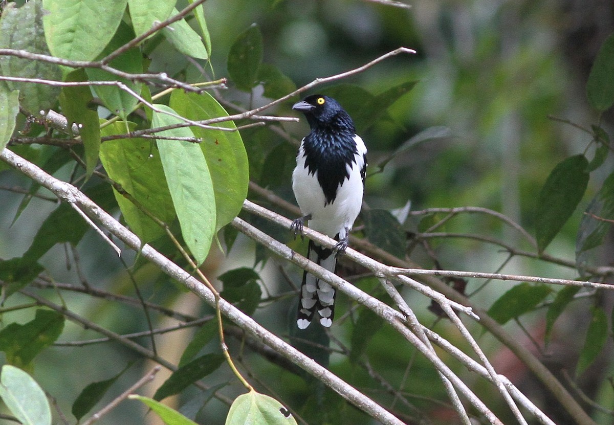 Magpie Tanager - ML637109319