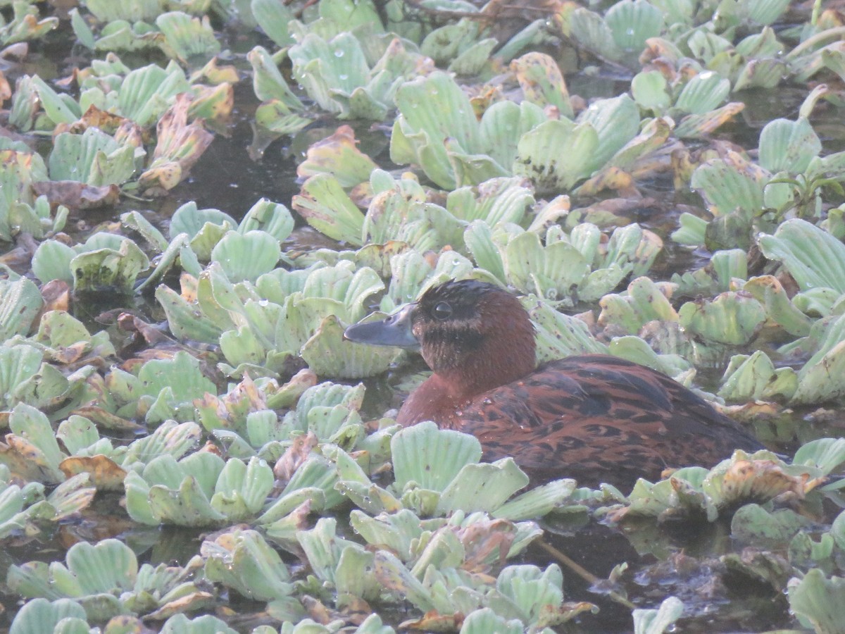 Masked Duck - ML637109468