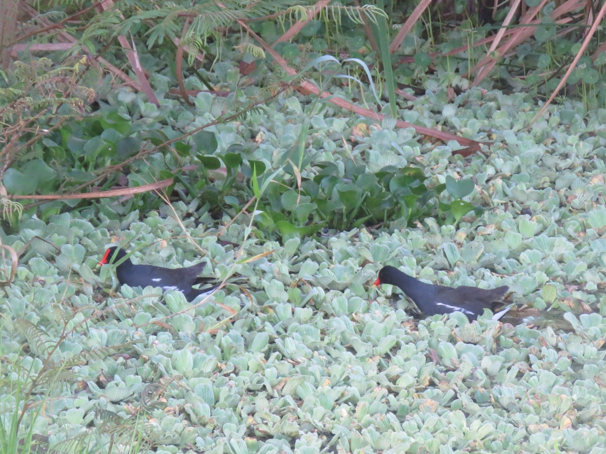 Common Gallinule - ML637109531