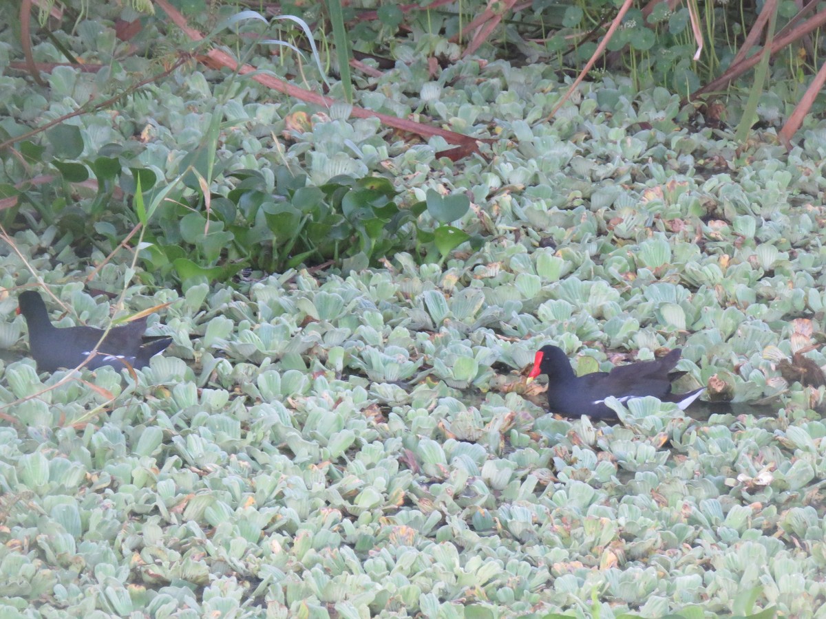 Common Gallinule - ML637109532