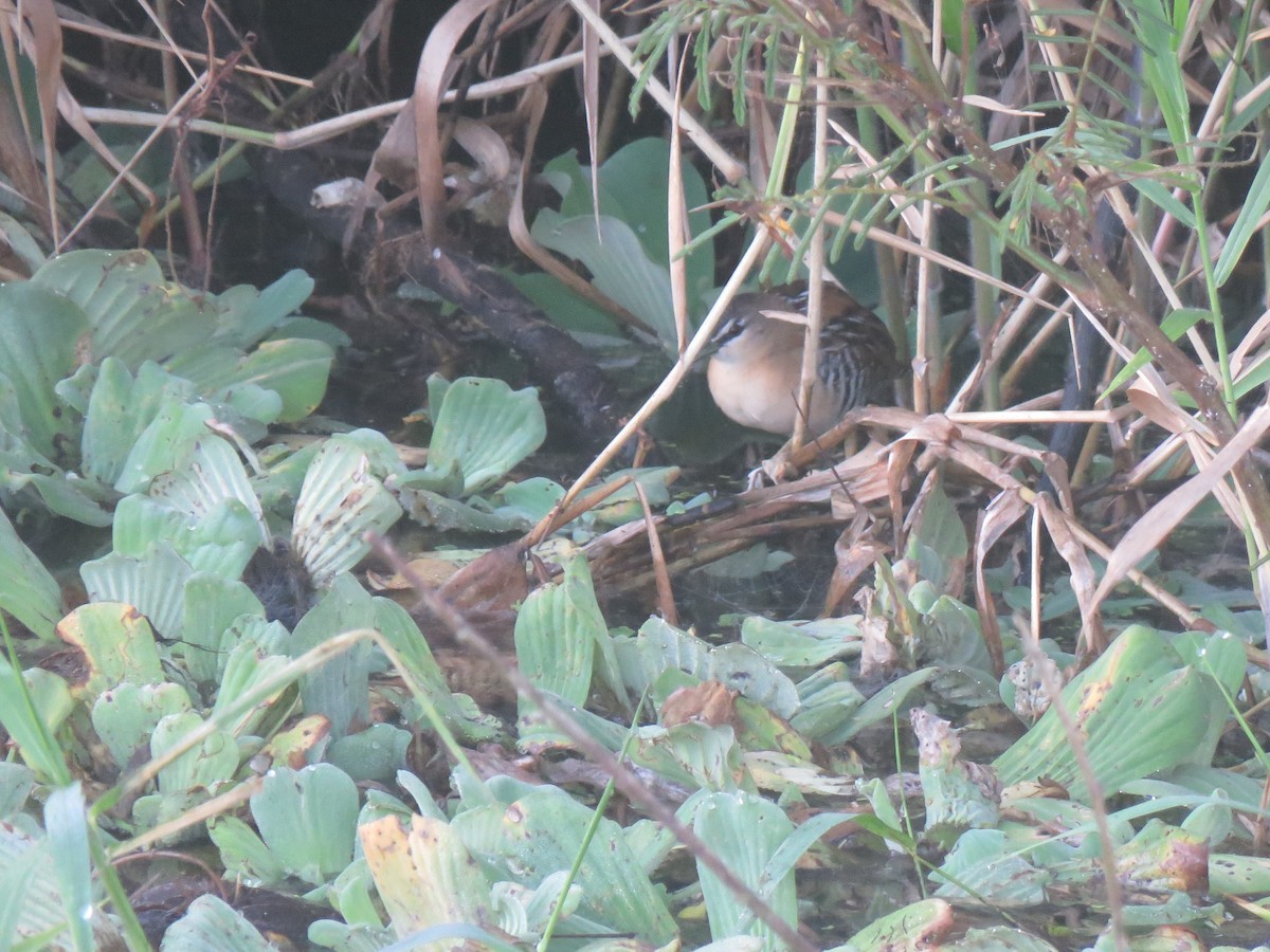 Yellow-breasted Crake - ML637109545