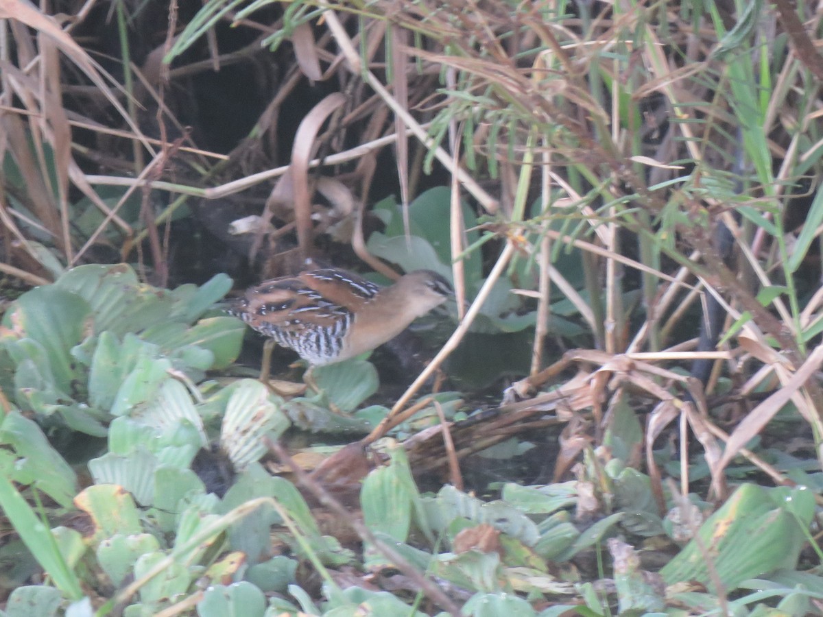 Yellow-breasted Crake - ML637109546