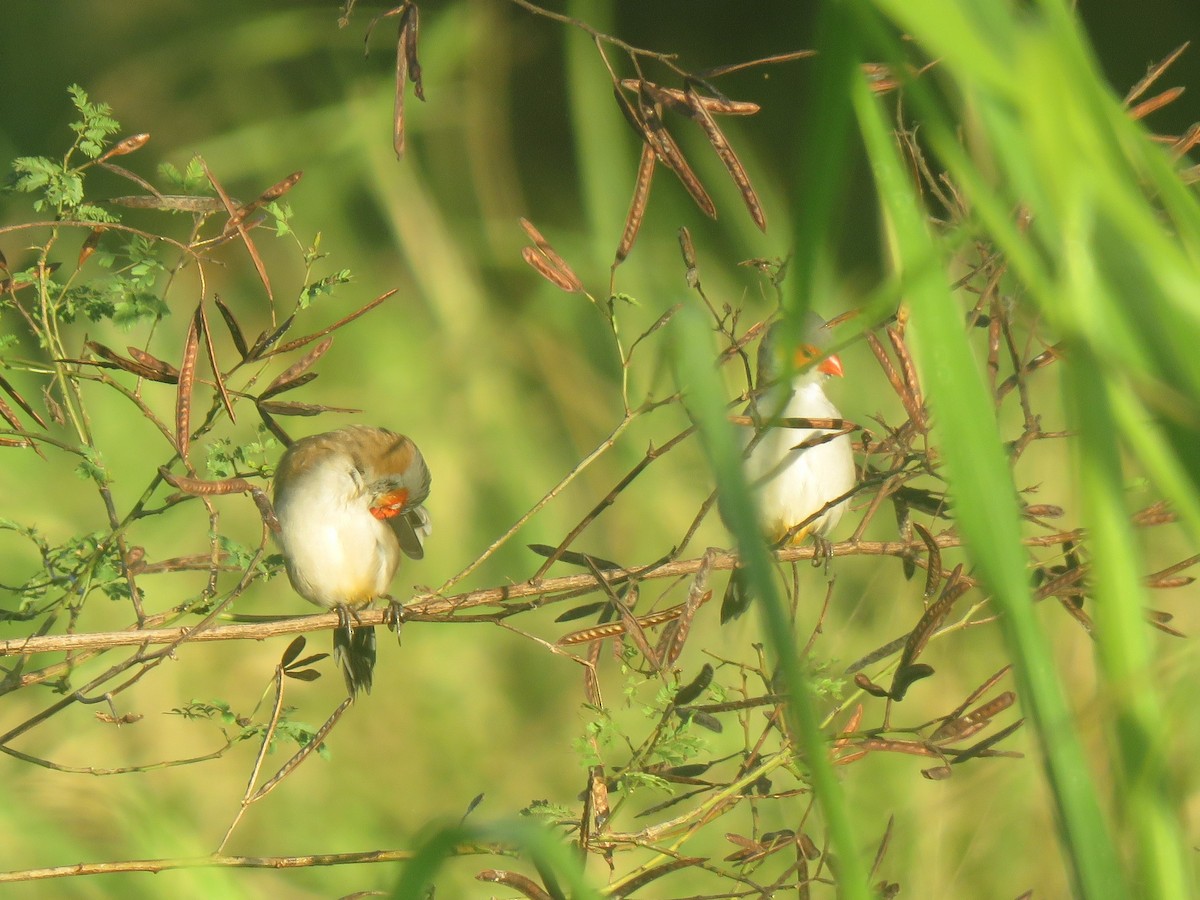 Orange-cheeked Waxbill - ML637109565